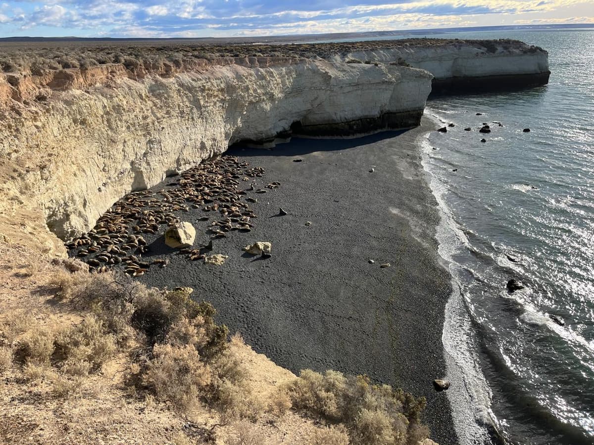12 imperdibles de Puerto Madryn 2026: ballenas, fauna marina y naturaleza en la Patagonia atlántica - Imagen 1