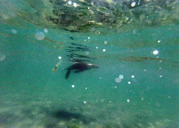 12 imperdibles de Puerto Madryn 2026: ballenas, fauna marina y naturaleza en la Patagonia atlántica - Imagen 14