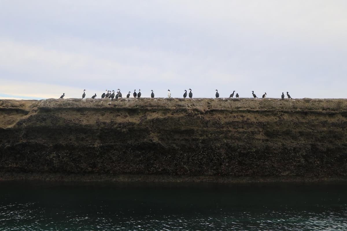 12 imperdibles de Puerto Madryn 2026: ballenas, fauna marina y naturaleza en la Patagonia atlántica - Imagen 4