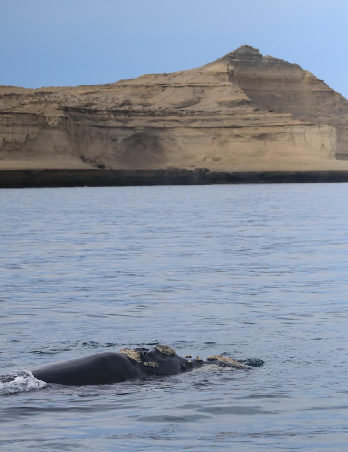 12 imperdibles de Puerto Madryn 2026: ballenas, fauna marina y naturaleza en la Patagonia atlántica - Imagen 24