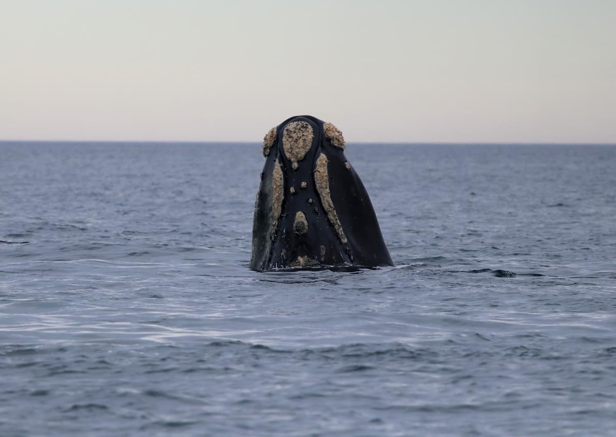 12 imperdibles de Puerto Madryn 2026: ballenas, fauna marina y naturaleza en la Patagonia atlántica - Imagen 25