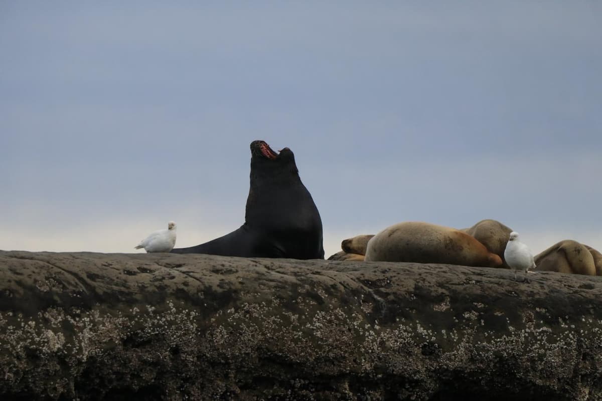 12 imperdibles de Puerto Madryn 2026: ballenas, fauna marina y naturaleza en la Patagonia atlántica - Imagen 5