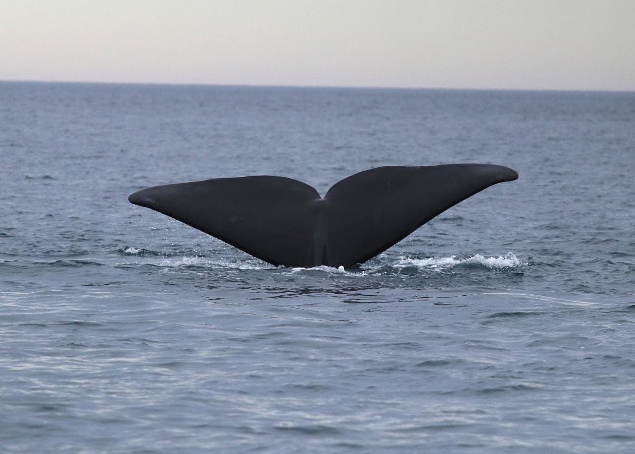 Puerto Madryn: ballenas, fauna marina y naturaleza en la Patagonia atlántica