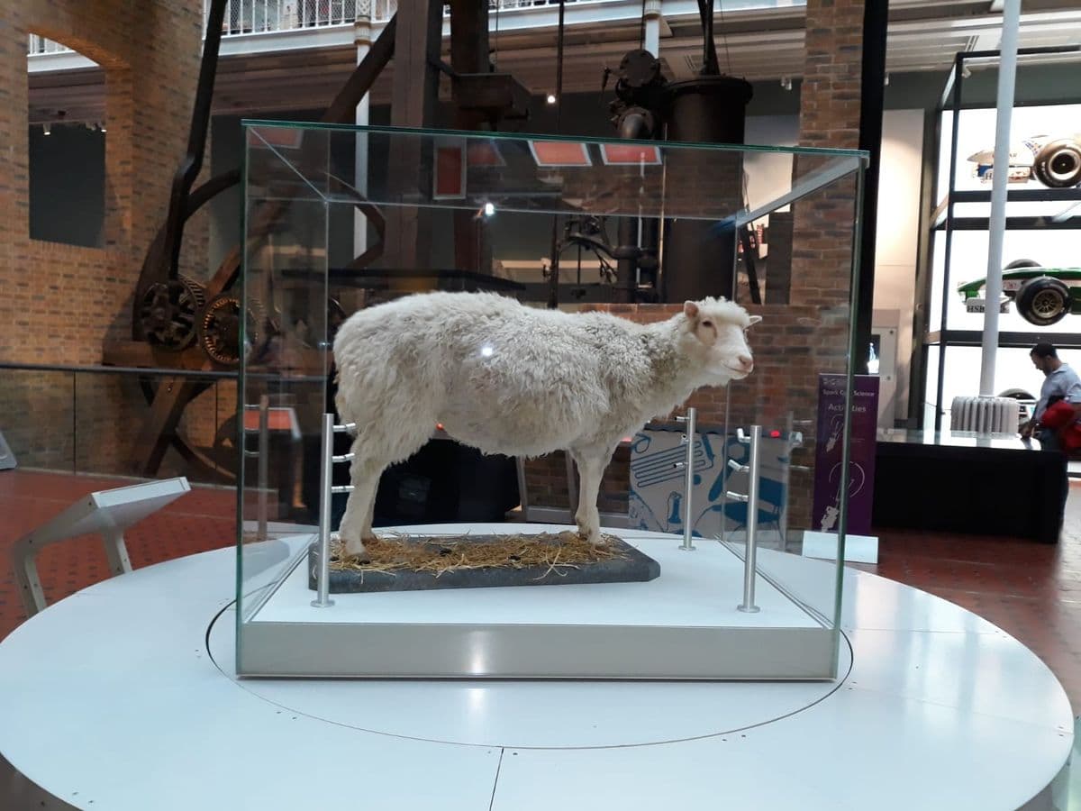 La famosa oveja Dolly expuesta en la galería de ciencia del Museo Nacional de Escocia en Edimburgo.