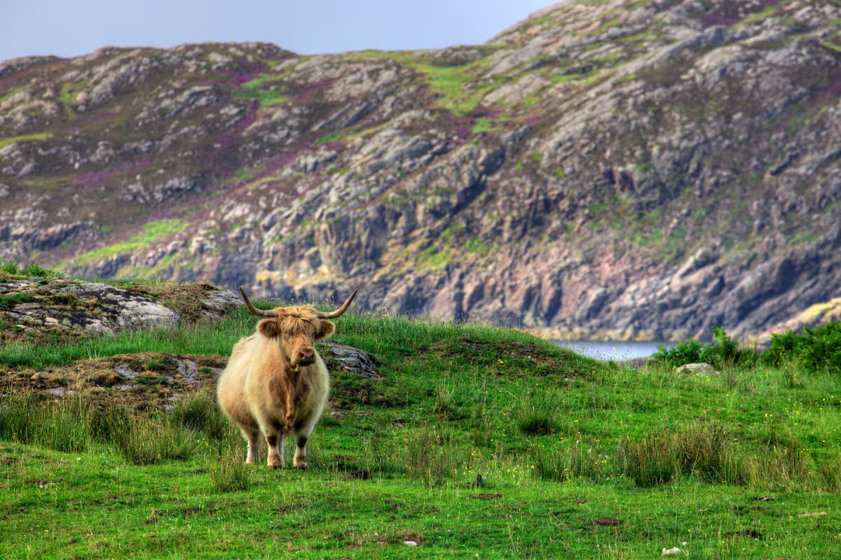 A Highland Cow near the road on the NC500.