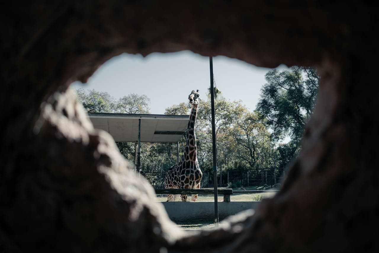 Ecoparque. Located in the Palermo neighborhood (Av. Santa Fe and Av. Sarmiento).