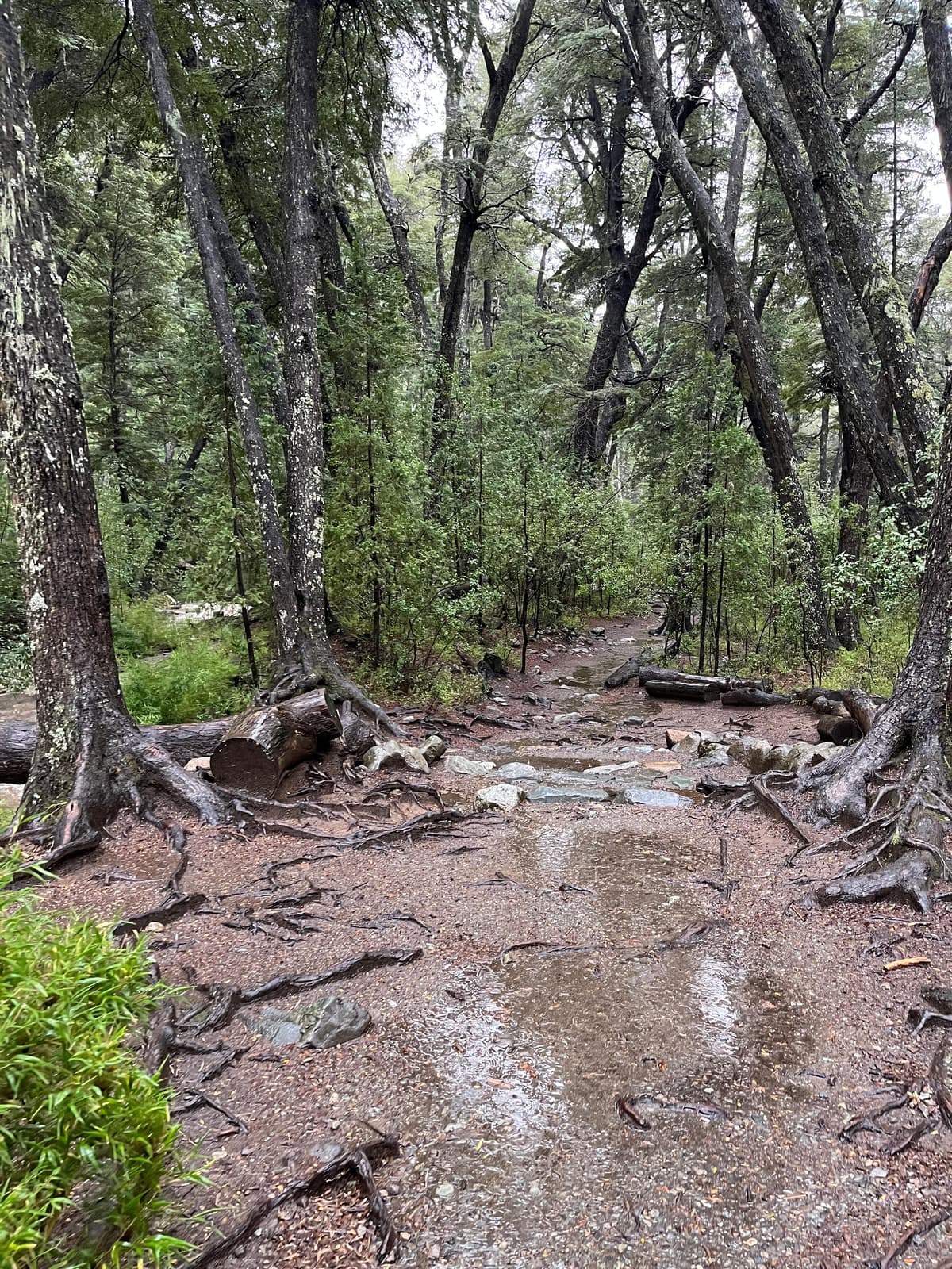 Guía completa para visitar el Lago Gutiérrez y la Cascada de los Duendes en Bariloche - Imagen 2