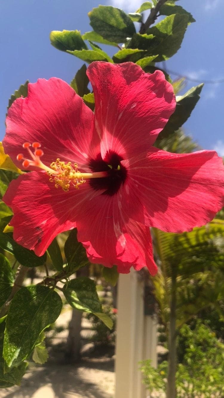 Placencia, Belize: Caribbean beaches, reefs, and relaxed local life - Imagen 1