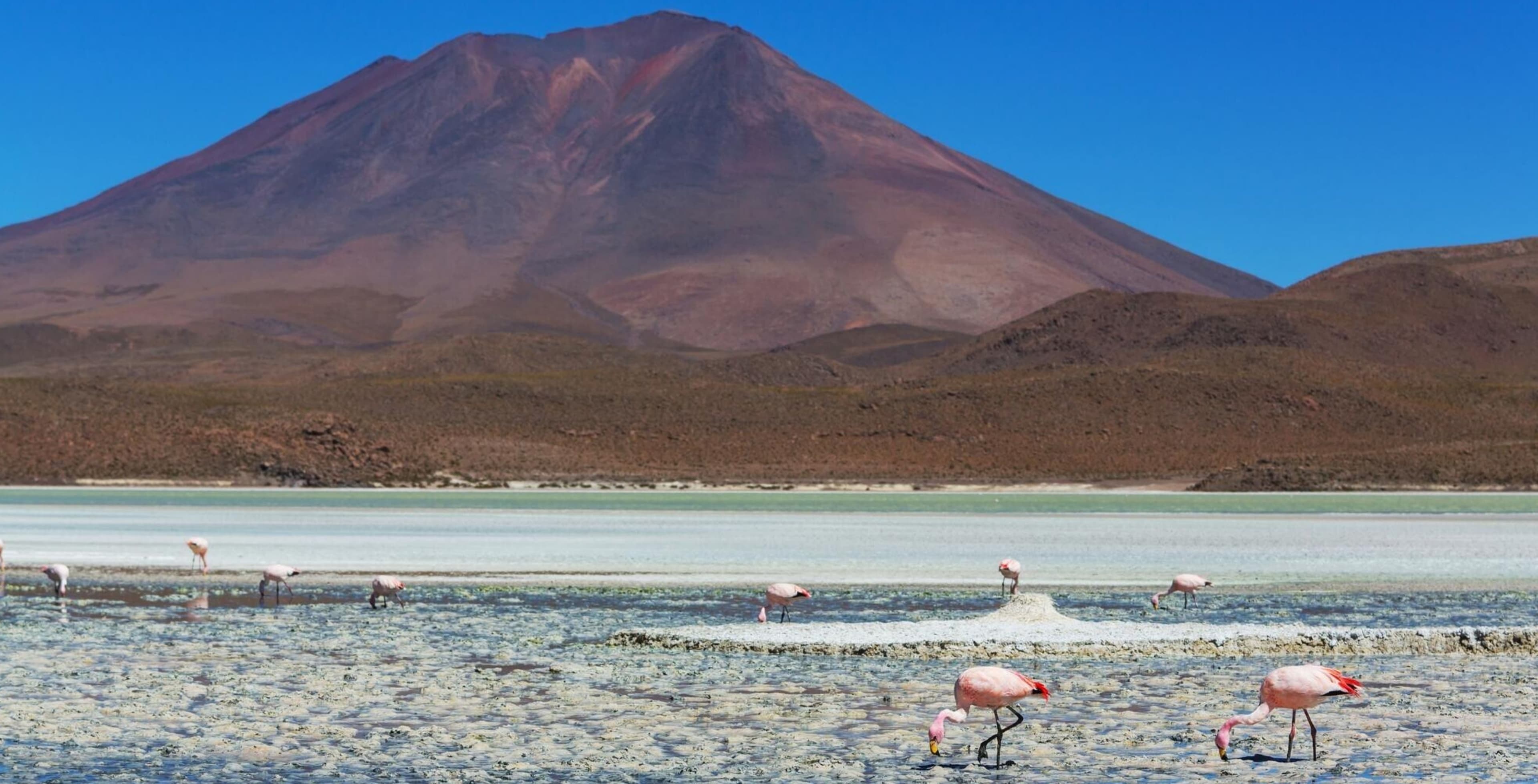 Colorful lagoons in the Salar de Uyuni, surrounded by volcanoes and Andean wildlife, showing another side of the Bolivian highlands.