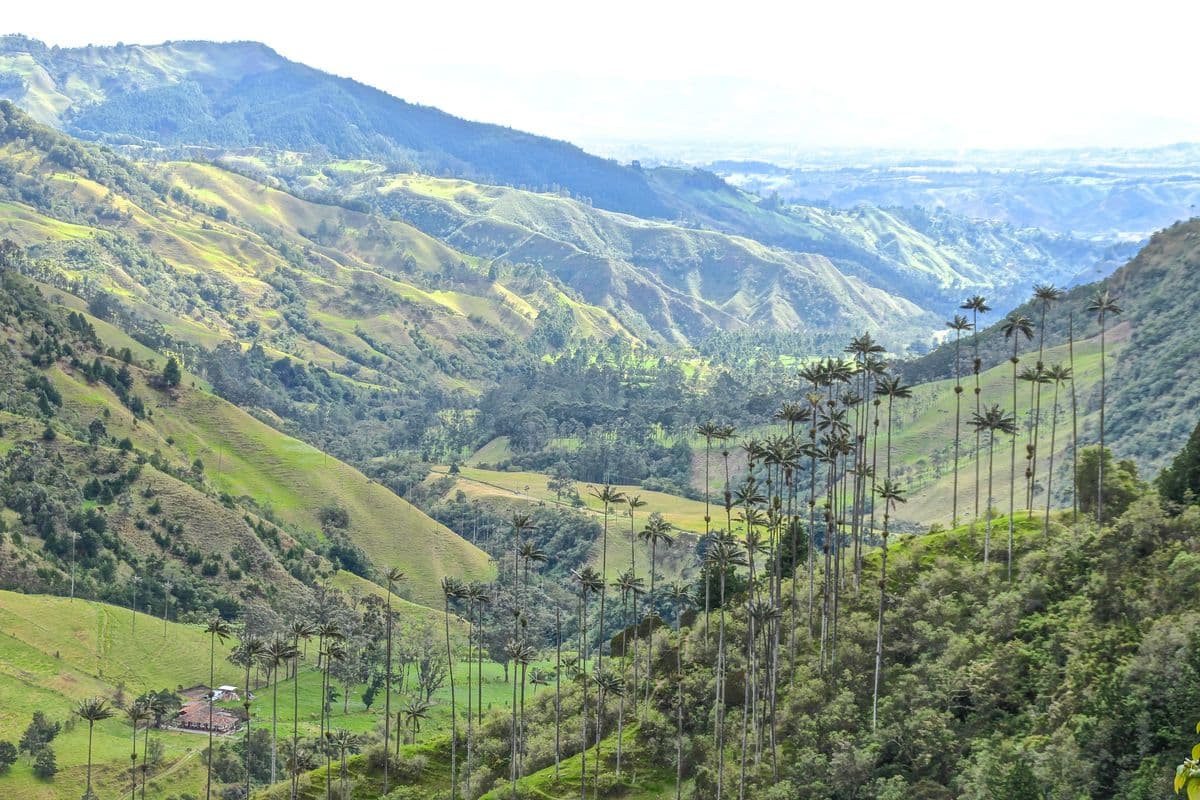 Cocora Valley. It is located in the department of Quindío, right in the heart of Colombia's Coffee Axis.