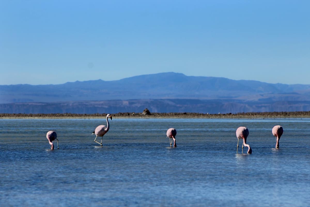 Guía de San Pedro de Atacama 2026: Itinerarios, tours y consejos - Imagen 5