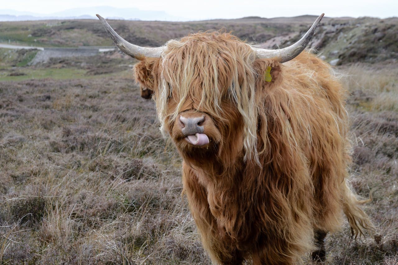 La Highland Coo mostrando su pelaje largo y despeñado que la protege del clima extremo de las Tierras Altas.