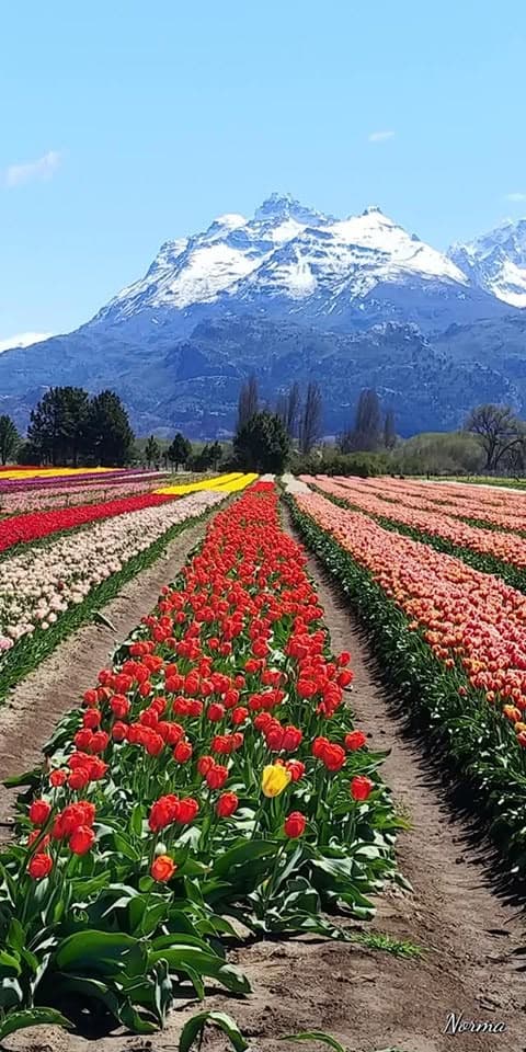 Los imperdibles de Esquel: guías para principales atractivos, parques nacionales y vida de montaña - Imagen 5