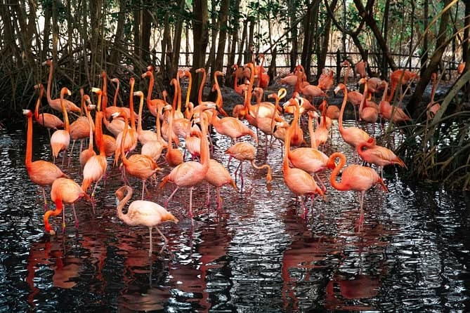 Flamingos at the National Aviary of Colombia, Isla Barú, Colombia.