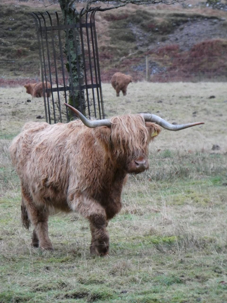 Itinerario por Escocia: la ruta perfecta de 7, 10 y 14 días con consejos útiles - Imagen 8