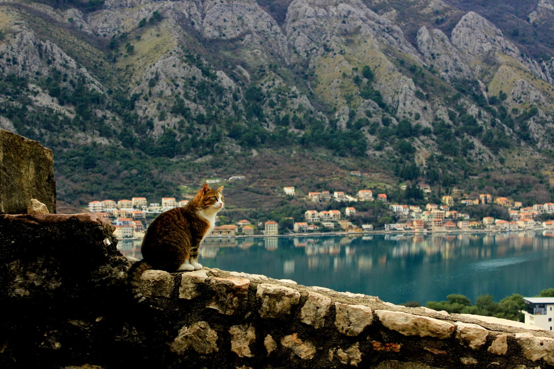 Cats in Kotor, Montenegro are considered permanent residents.