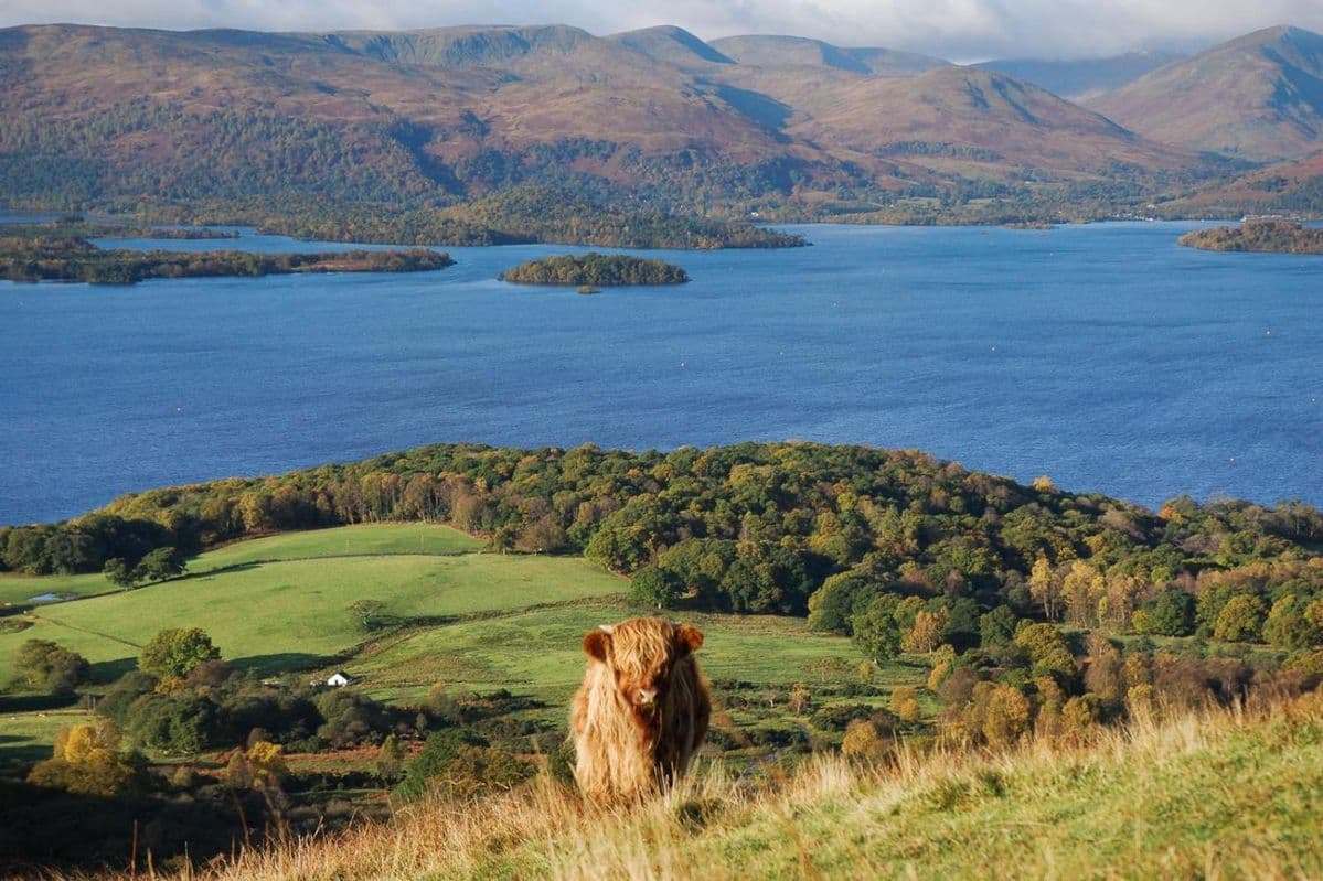 Panoramic view of Loch Lomond surrounded by green hills with a Highland Cow in the foreground. Scotland.
