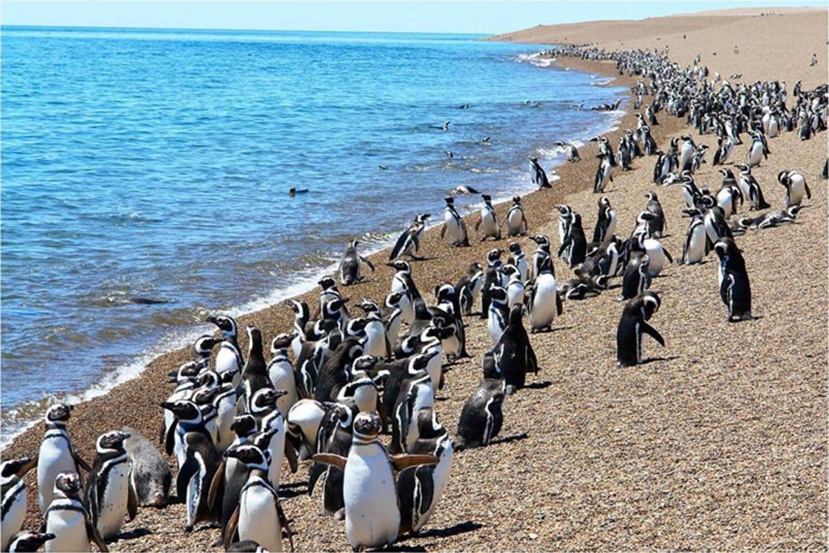 Punta Tombo, Puerto Madryn, Argentina.