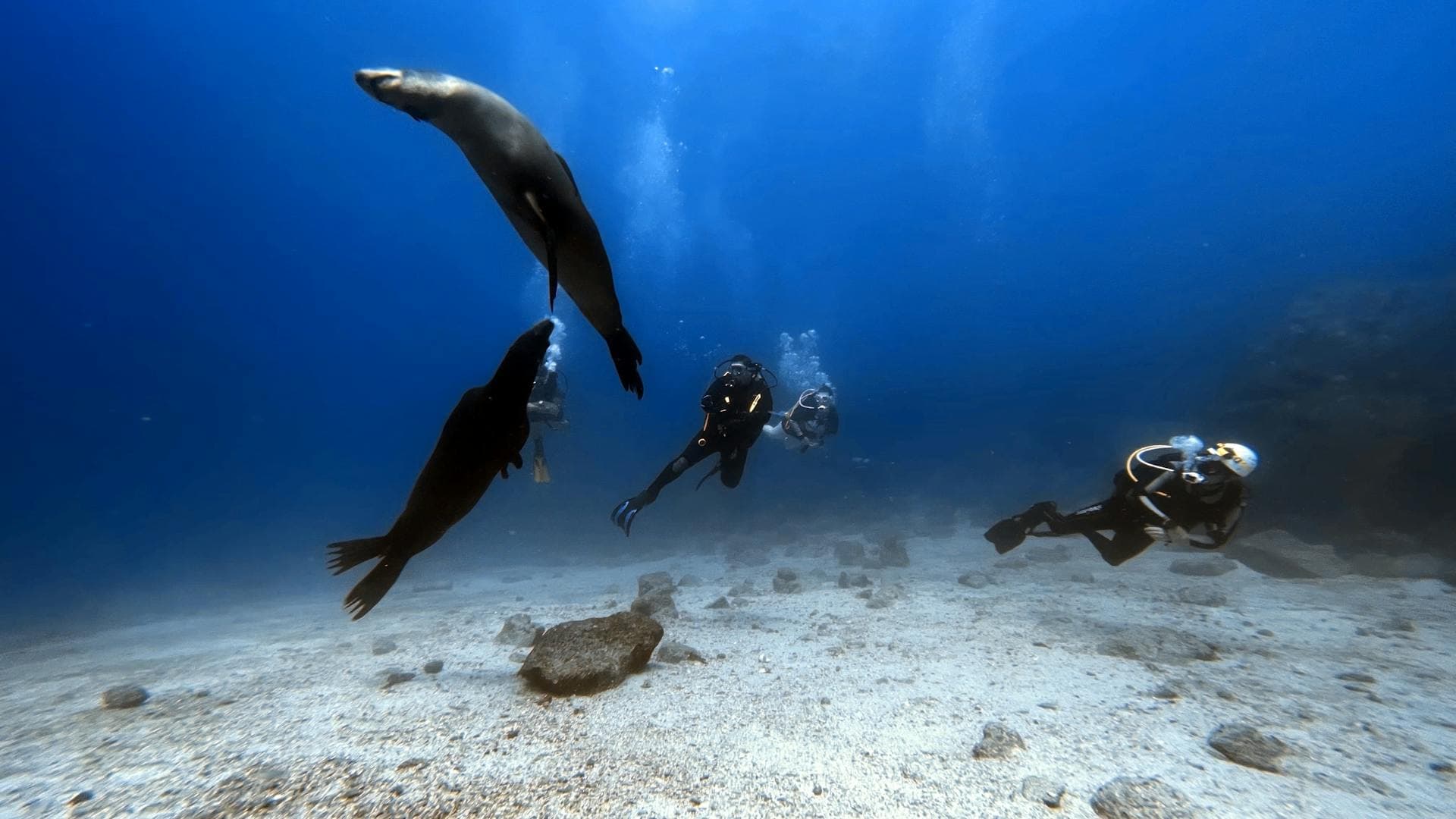 Scuba diving in Puerto Madryn, Argentina.