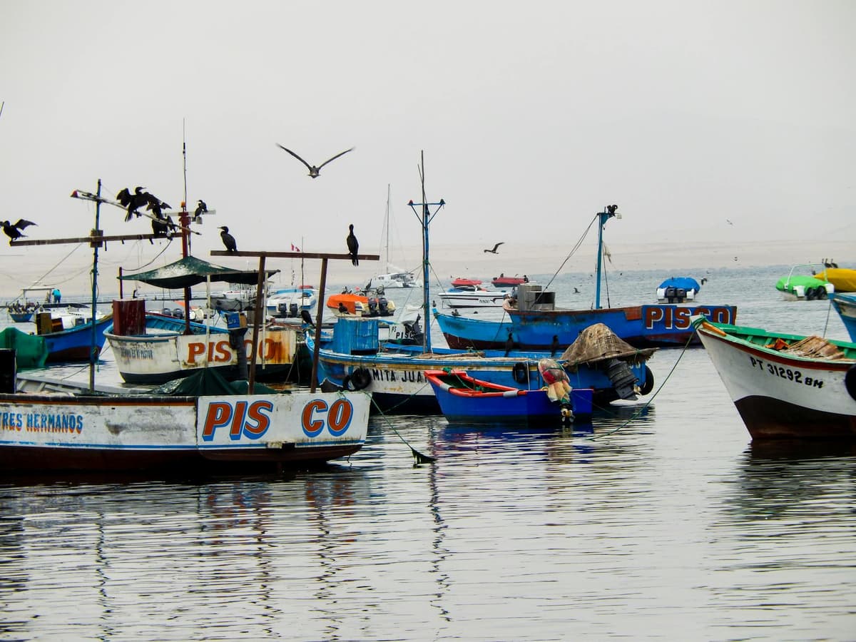 Guía de Paracas 2026: Islas Ballestas, Reserva Nacional y Consejos - Imagen 7