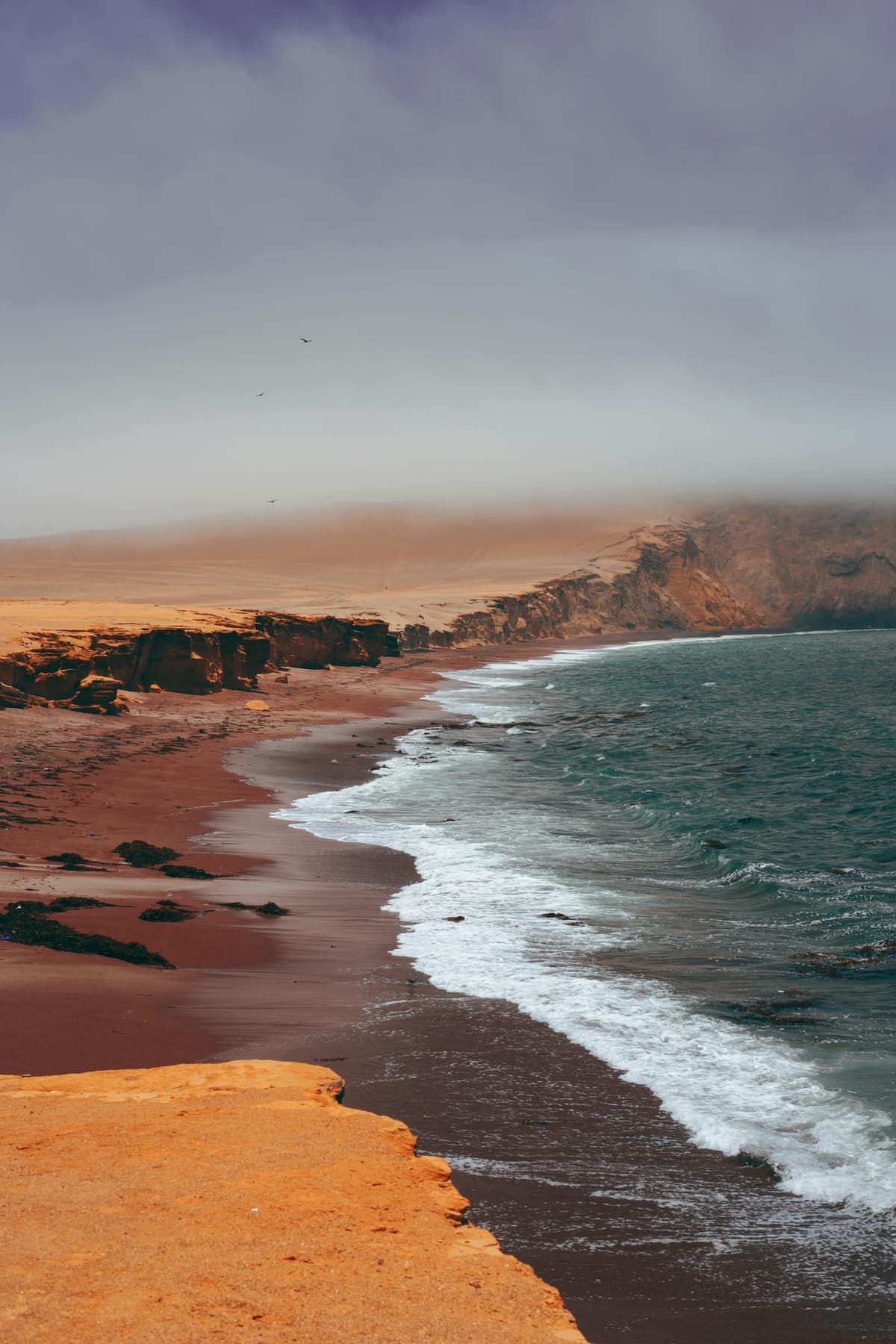 Guía de Paracas 2026: Islas Ballestas, Reserva Nacional y Consejos - Imagen 11