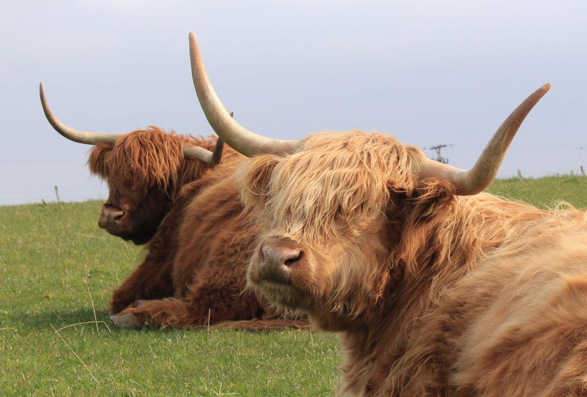 Pollok Country Park: Highland Cows en Glasgow