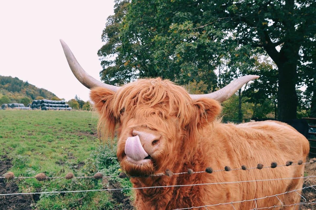 Una hermosa Highland Cow (vaca peluda escocesa) en Pollok Country Park en Glasgow.