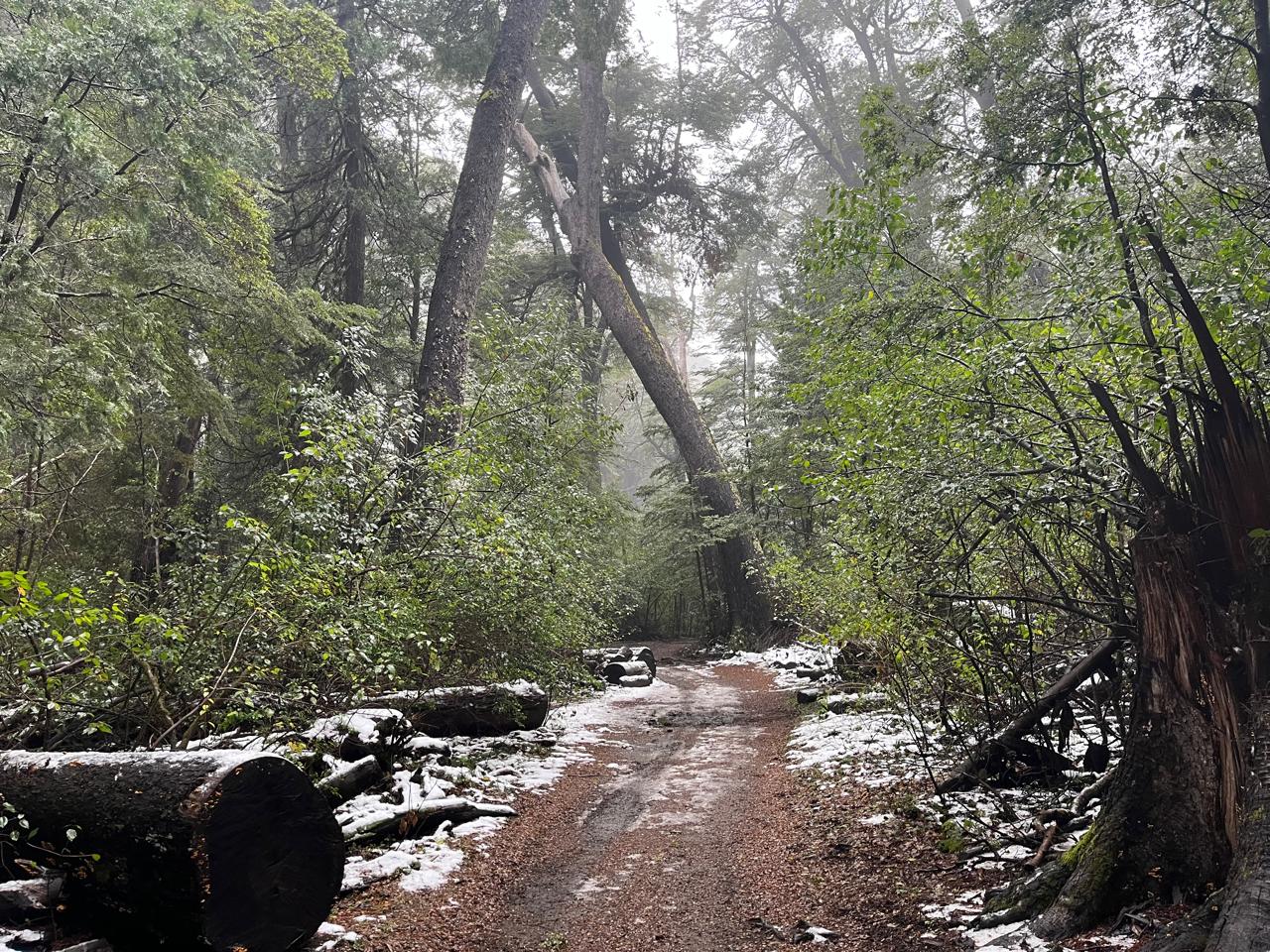 Caminando bajo la sombra de coihues y cipreses milenarios. El microclima del valle permite que el bosque sea exuberante y lleno de vida durante todo el año.