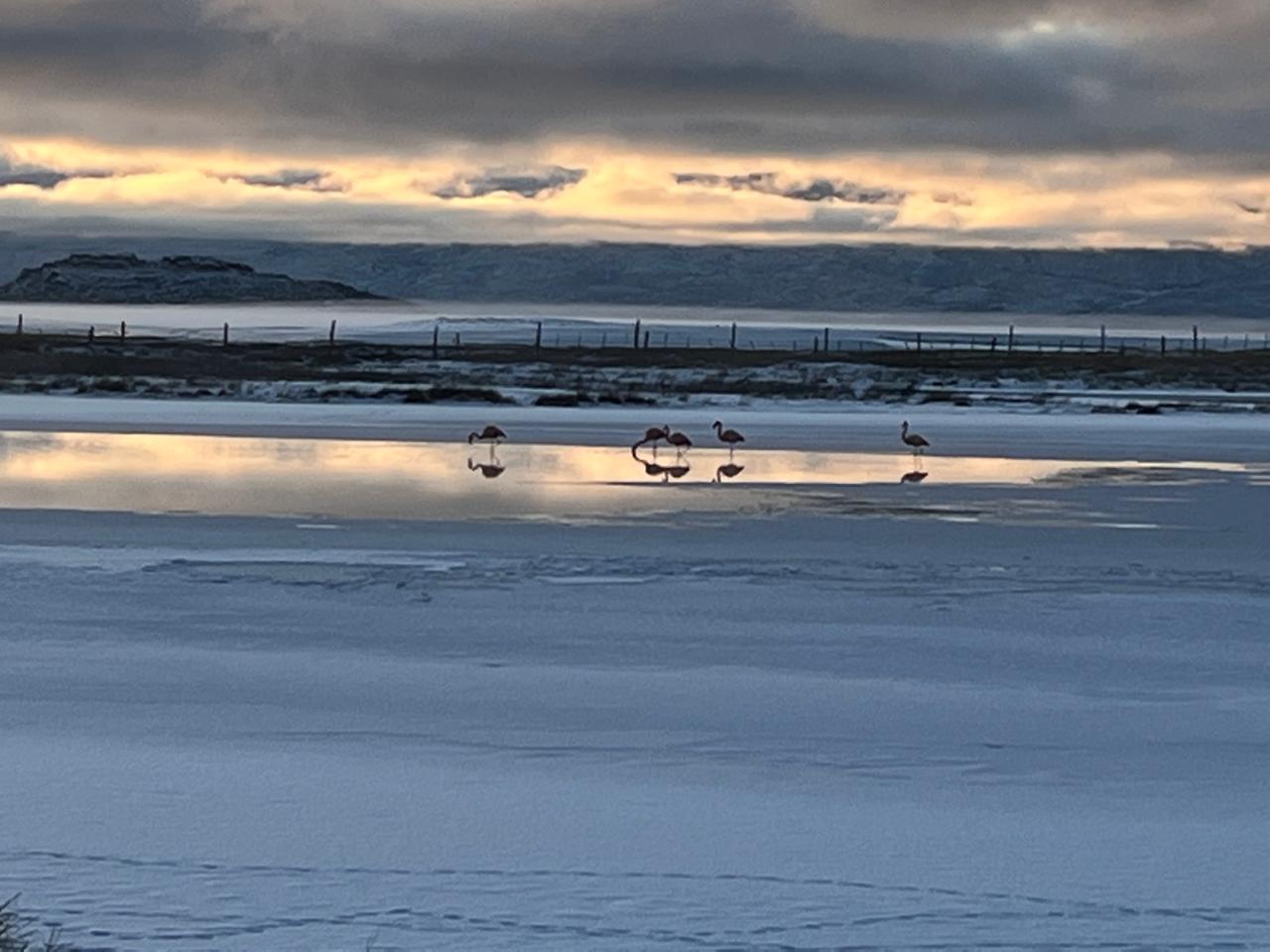 A pocos metros del centro, la Laguna Nimez es un refugio de biodiversidad ideal para el avistaje de flamencos al atardecer.
