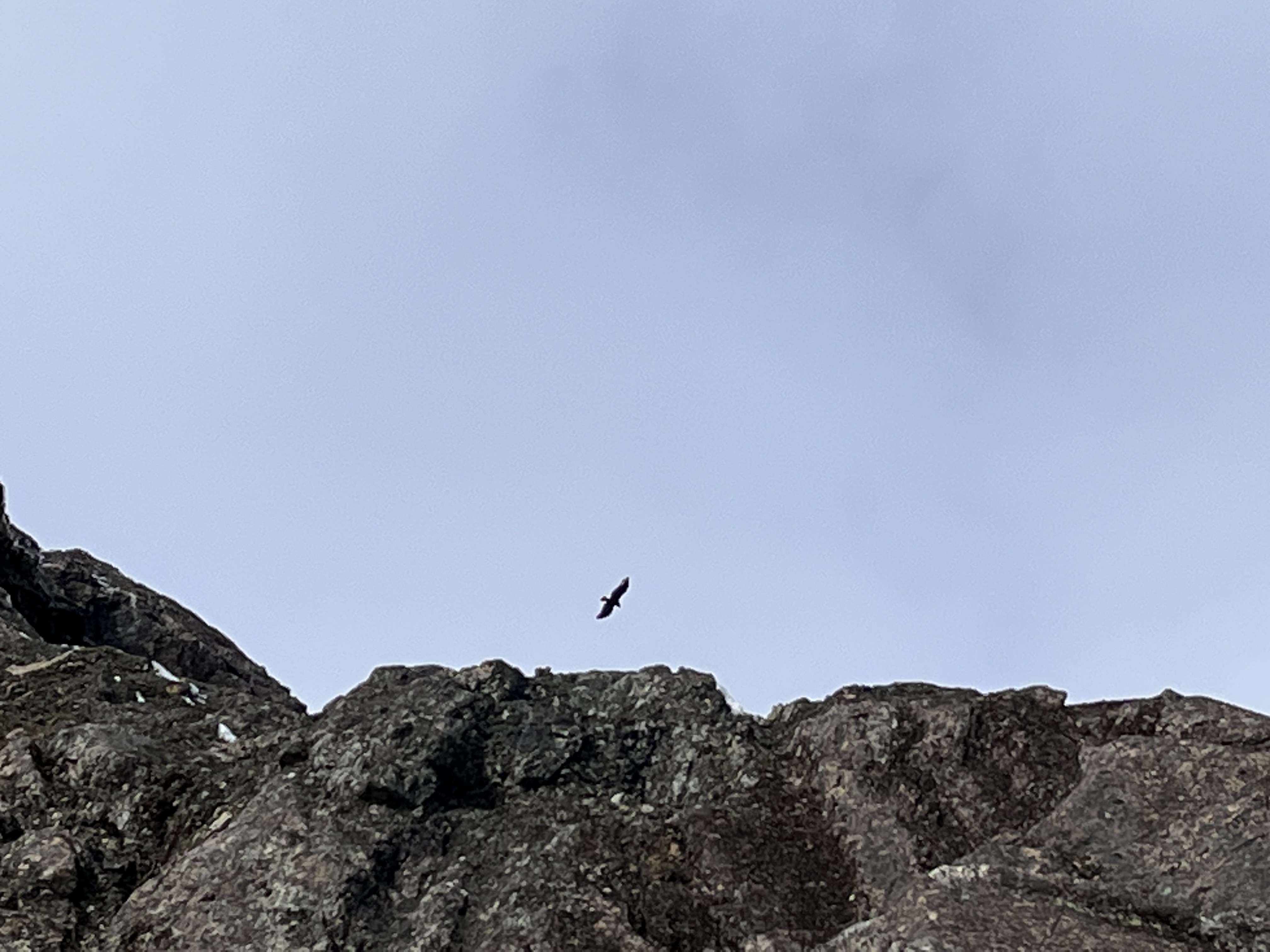 Si prestas atención al cielo, posiblemente puedas ver cóndores andinos volar.