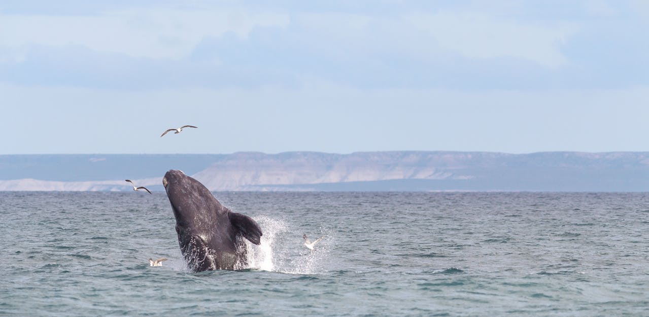 Avistaje de la ballena franca austral, el mamífero más grande, en Península de Valdés, Puerto Madryn, Argentina.