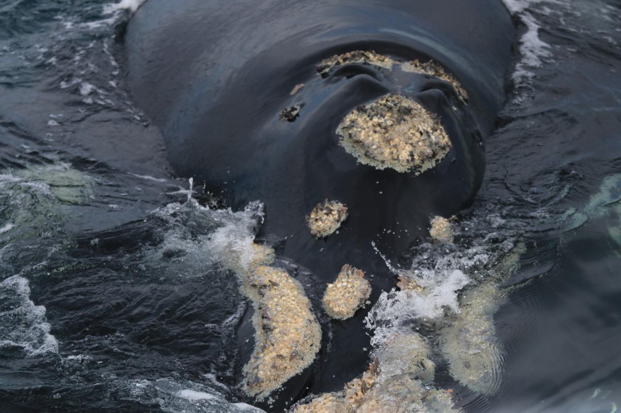 La protagonista absoluta de Puerto Madryn es la Ballena Franca Austral (Eubalaena australis). Esta especie es un mamífero marino de gran tamaño que elige las aguas tranquilas y templadas de los golfos Nuevo y San José para cumplir una etapa vital de su ciclo anual. Lo más distintivo de esta especie son las áreas de piel engrosada en su cabeza llamadas callosidades. Funcionan como una huella dactilar; el patrón de estas marcas es único para cada individuo y permite a los científicos identificarlas.