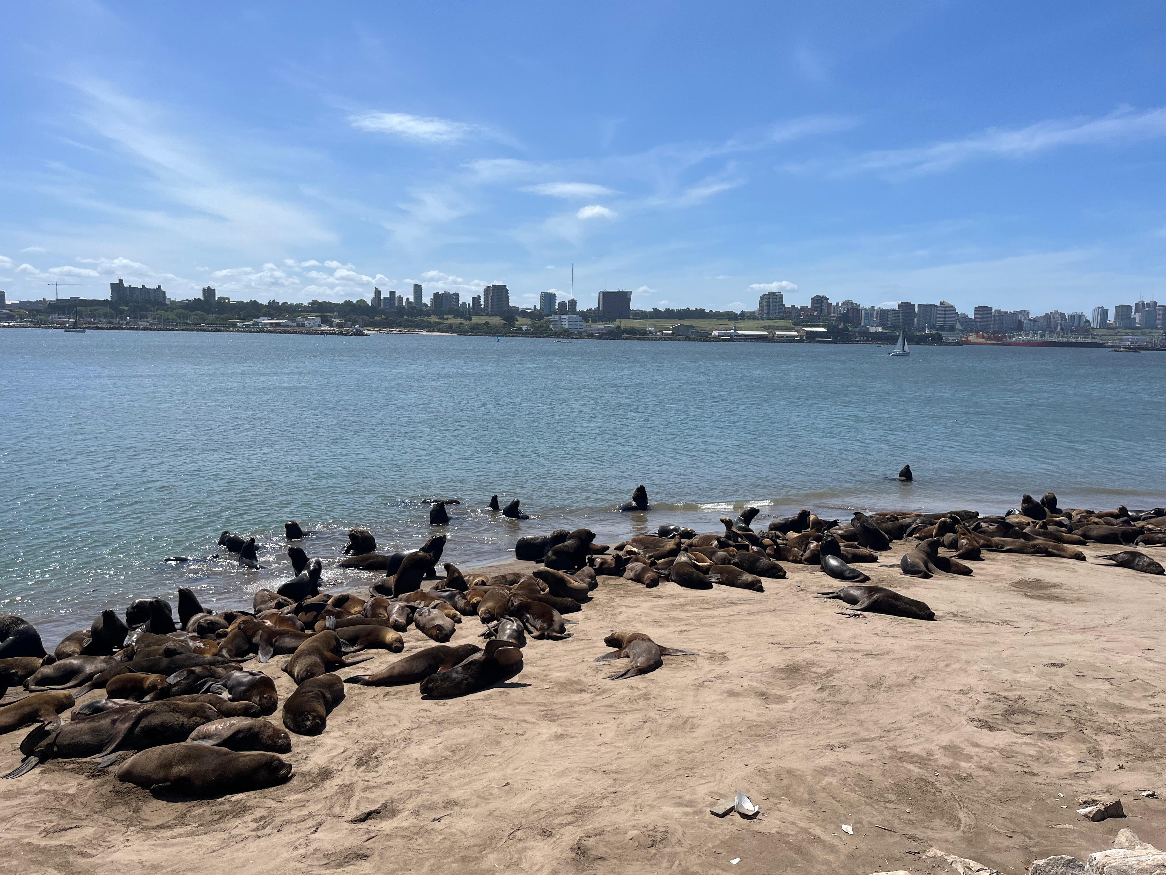 Reserva natural de lobos marinos. Ubicada en la punta de la escollera sur, es el hogar permanente de una colonia de cientos de lobos marinos de un pelo.