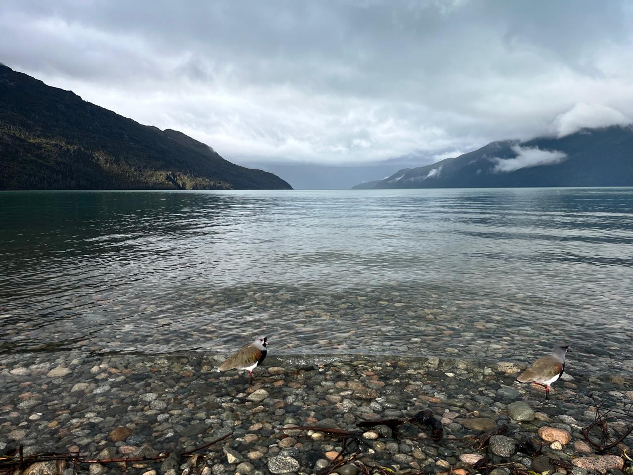 El Lago Puelo tiene un tono verde azulado o esmeralda. Esto se debe al 'harina glaciar' (sedimentos muy finos suspendidos en el agua) y a la profundidad del lago, que alcanza los 180 metros en sus zonas más hondas.