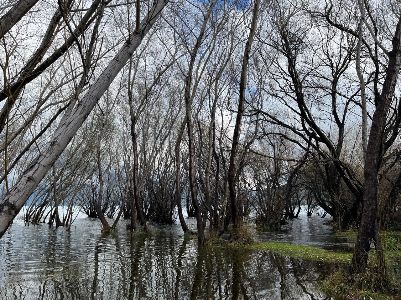 Raíces que respiran bajo el agua: las Pitras del Lago Puelo. Estos árboles únicos están adaptados para vivir con sus troncos sumergidos, creando un ecosistema de 'bosque nadador' típico de la selva valdiviana.