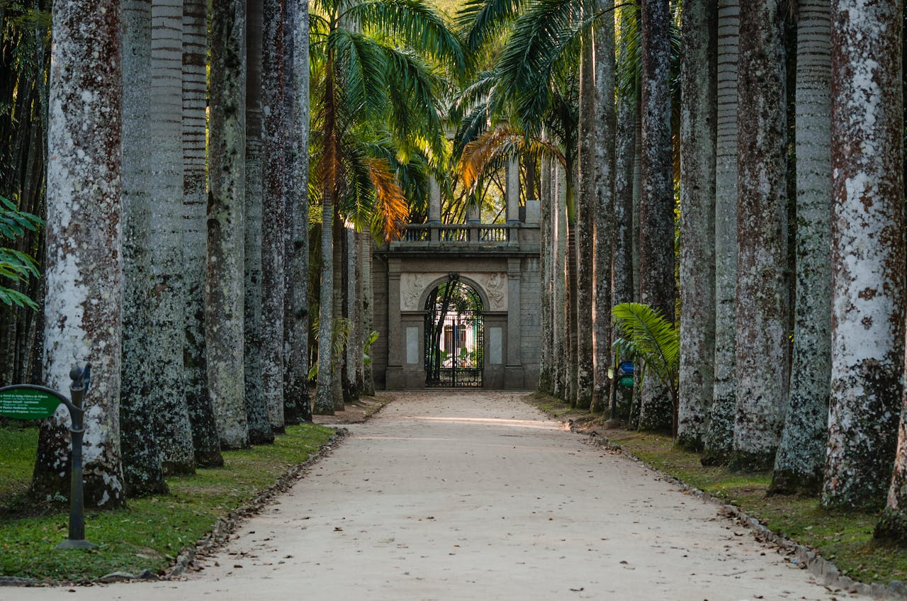 El Jardín Botánico de Río de Janeiro, fundado en 1808, es uno de los centros de investigación botánica más importantes del mundo y un oasis de 137 hectáreas en medio de la ciudad. Alberga más de 6.500 especies de plantas y es famoso por su icónica hilera de palmeras imperiales y su vista privilegiada al Cristo Redentor.