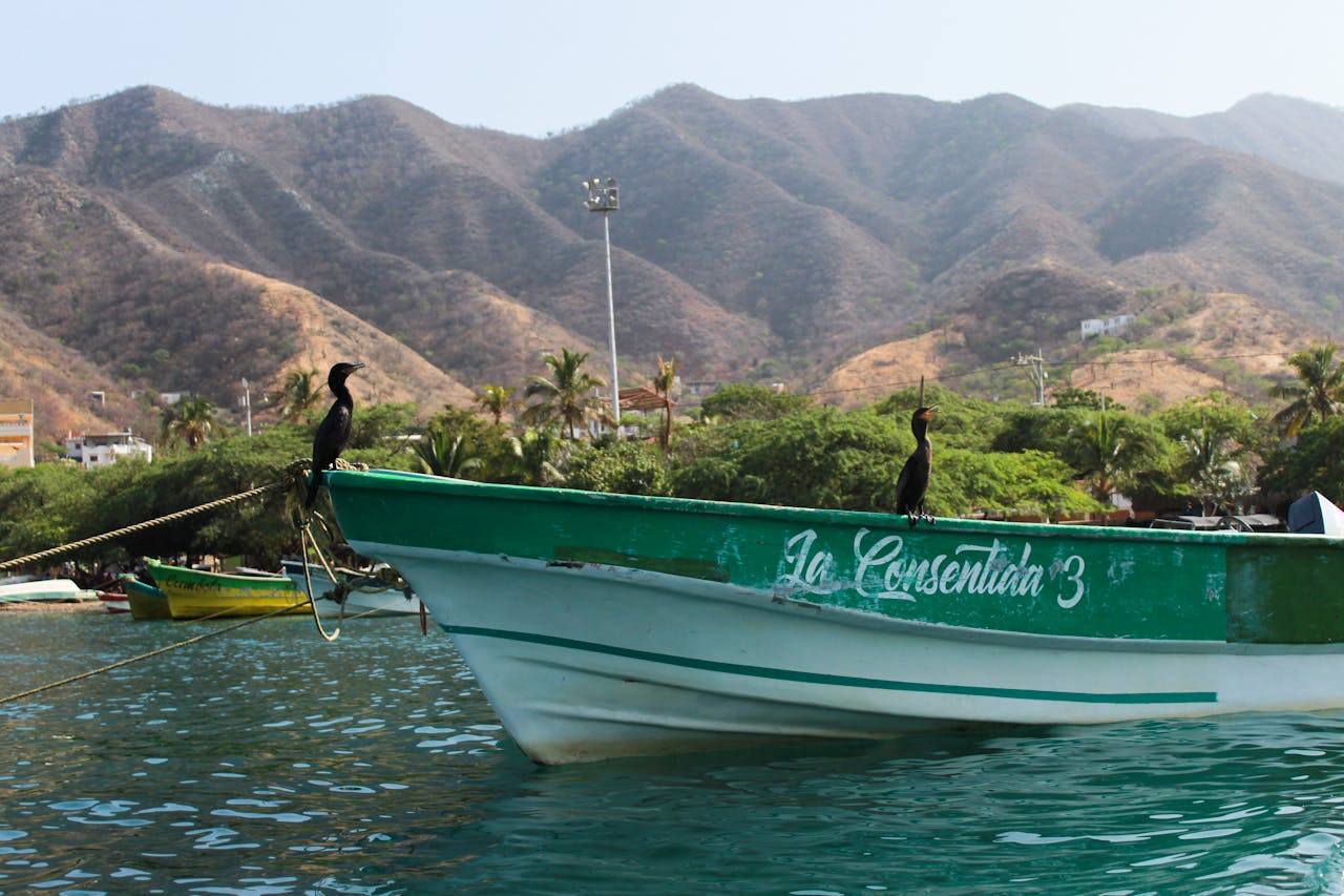 Aves cormoranes negros sobre lanchas de pescadores en la playa de Taganga Santa Marta.