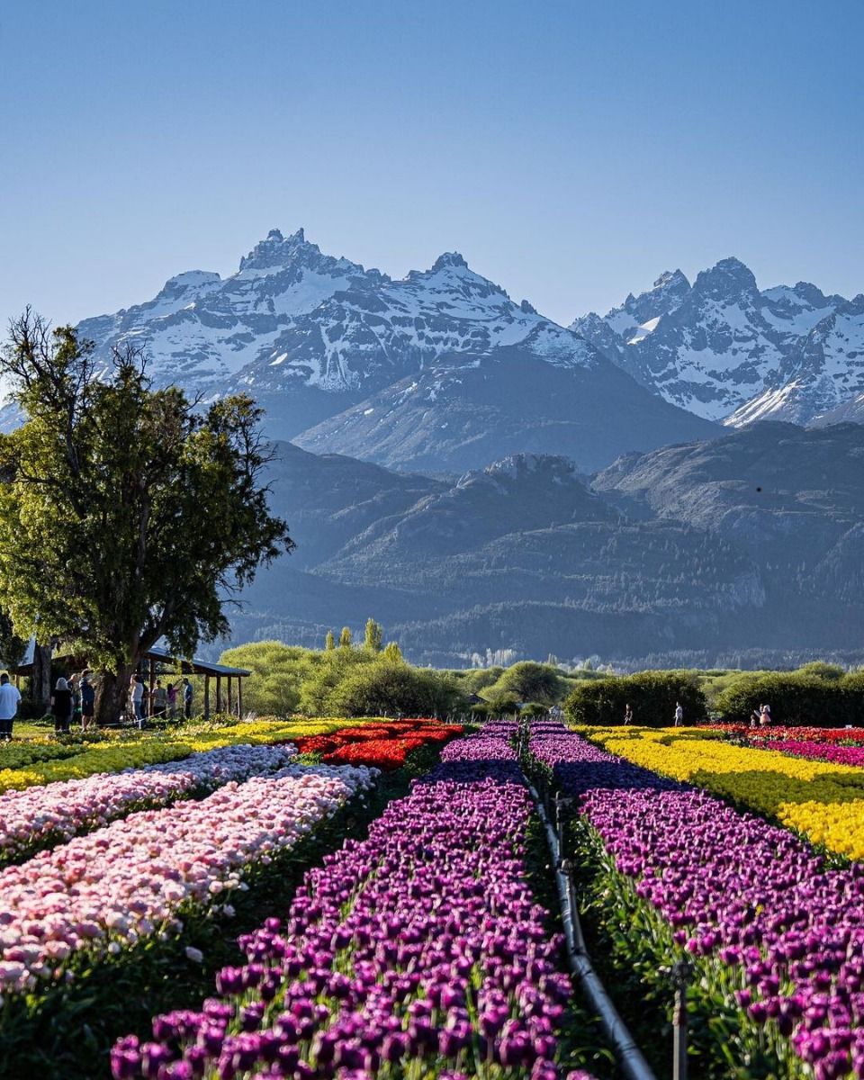 Campo de Tulipanes en Trevelin, Argentina.