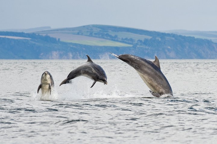Bottlenose dolphins swimming less than 20 meters from the shoreline to hunt salmon in the Moray Firth, Scotland.