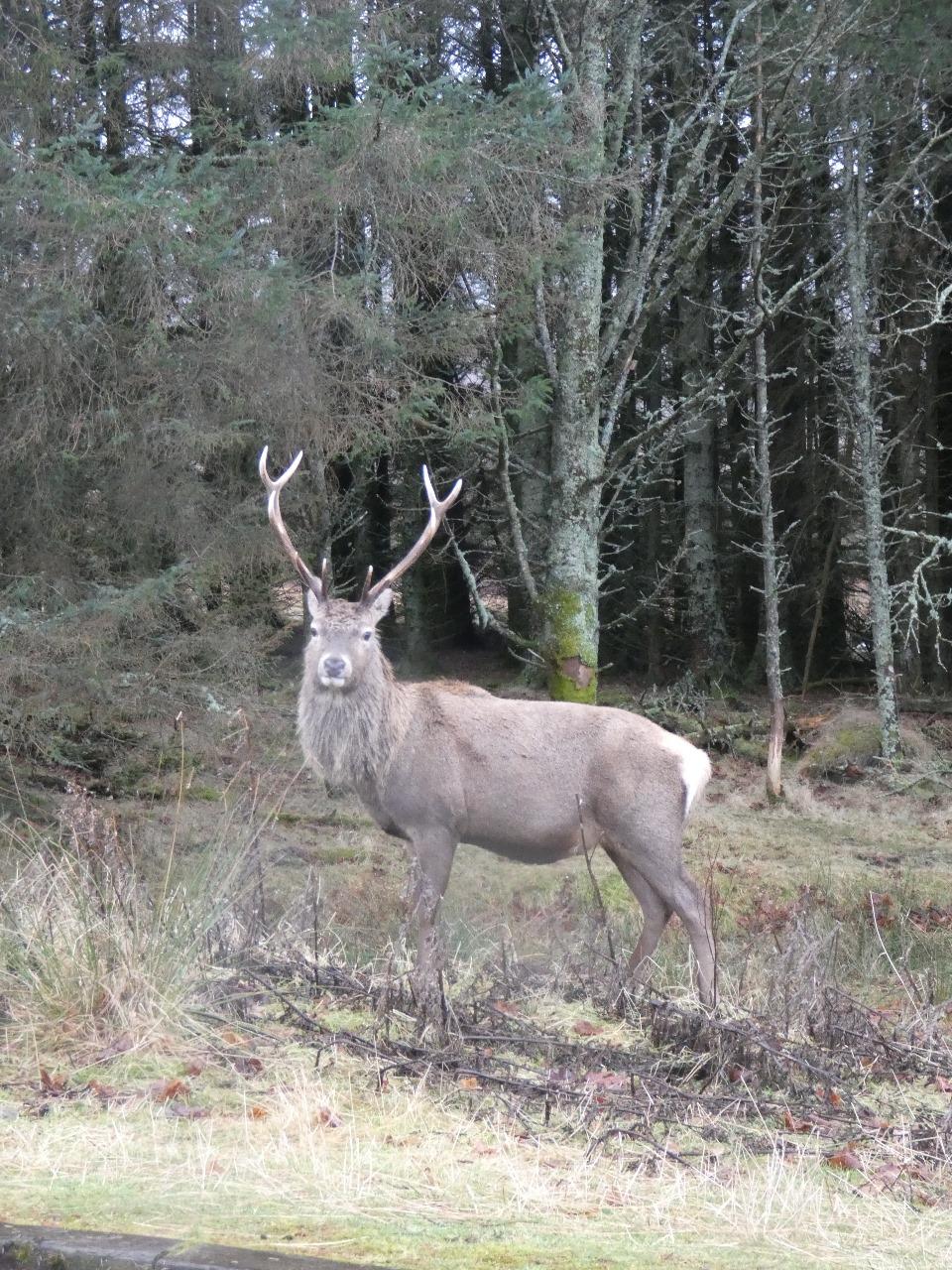 Glencoe Guide 2026: What to See, Trails, and Viewpoints in the Scottish Valley - Imagen 8