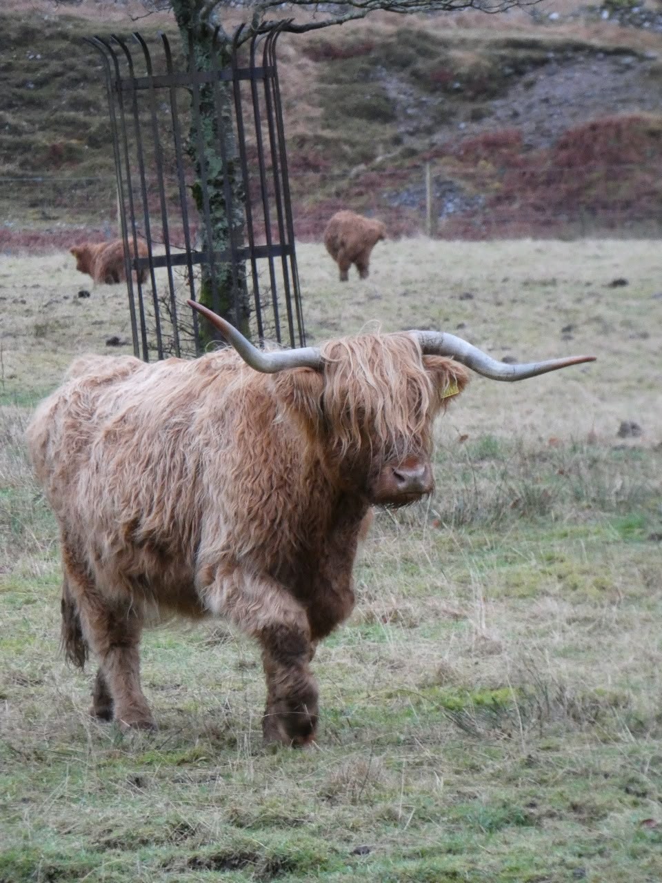 Itinerario por Escocia: la ruta perfecta de 7, 10 y 14 días con consejos útiles - Imagen 8