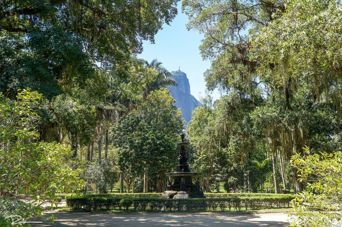 Monumental Alameda de las Palmas Imperiales en el Jardín Botánico de Río de Janeiro con el Corcovado al fondo.