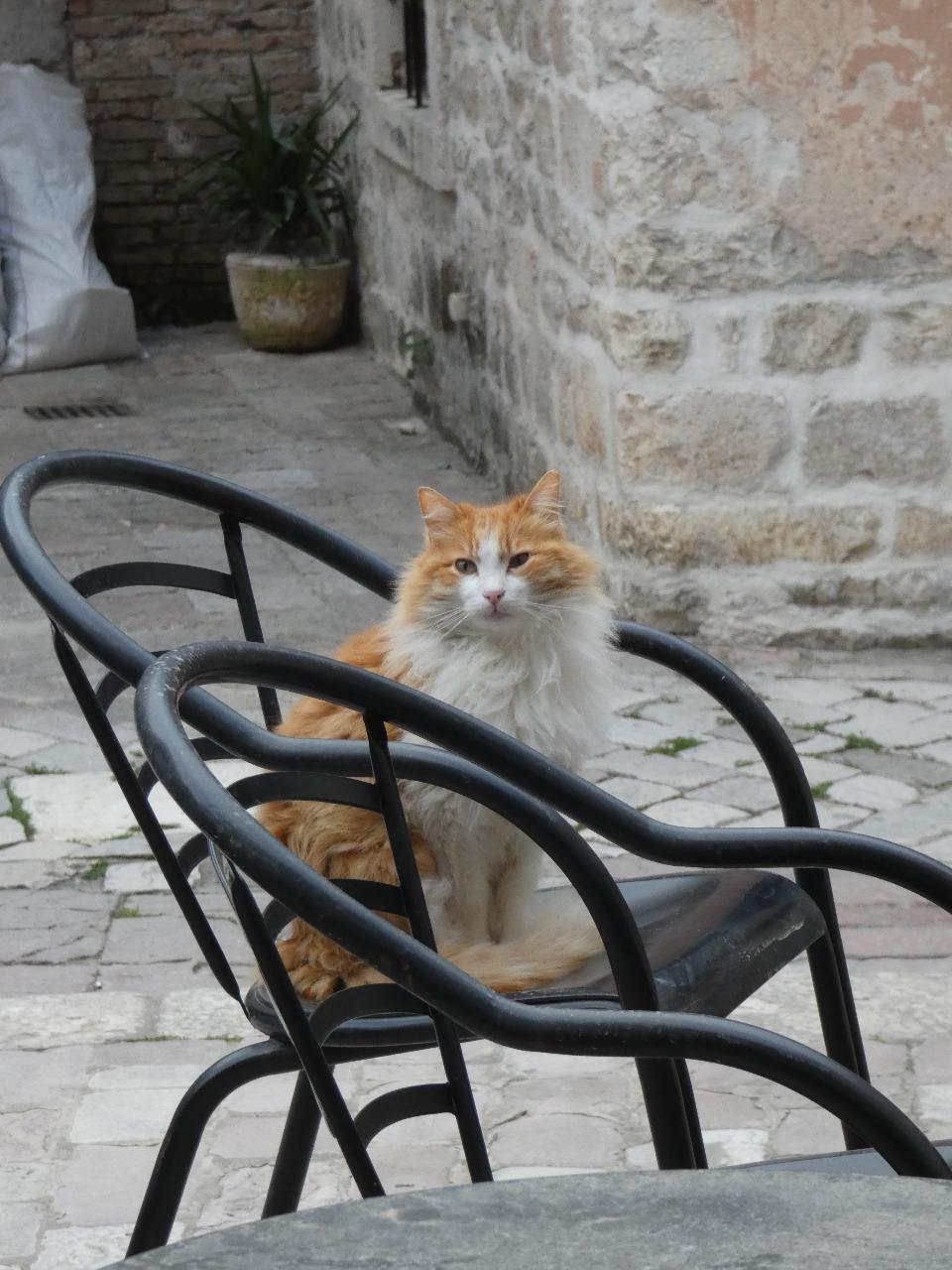 Guía de viaje a Kotor 2026: Qué ver en la joya amurallada de Montenegro - Imagen 6