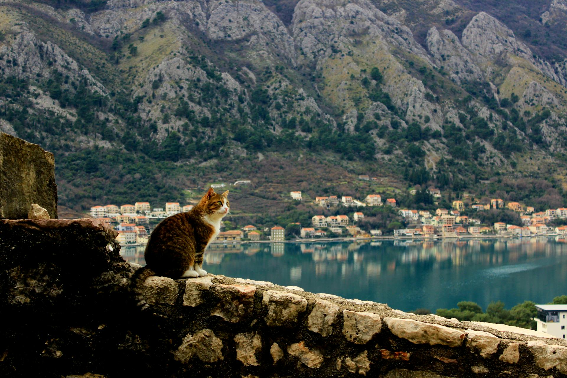 Los gatos en Kotor, Montenegro son considerados residentes permanentes.