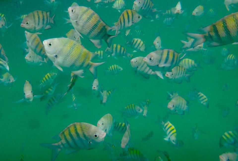 Peces tropicales nadando cerca de la superficie en las aguas claras de Lagoa Azul.