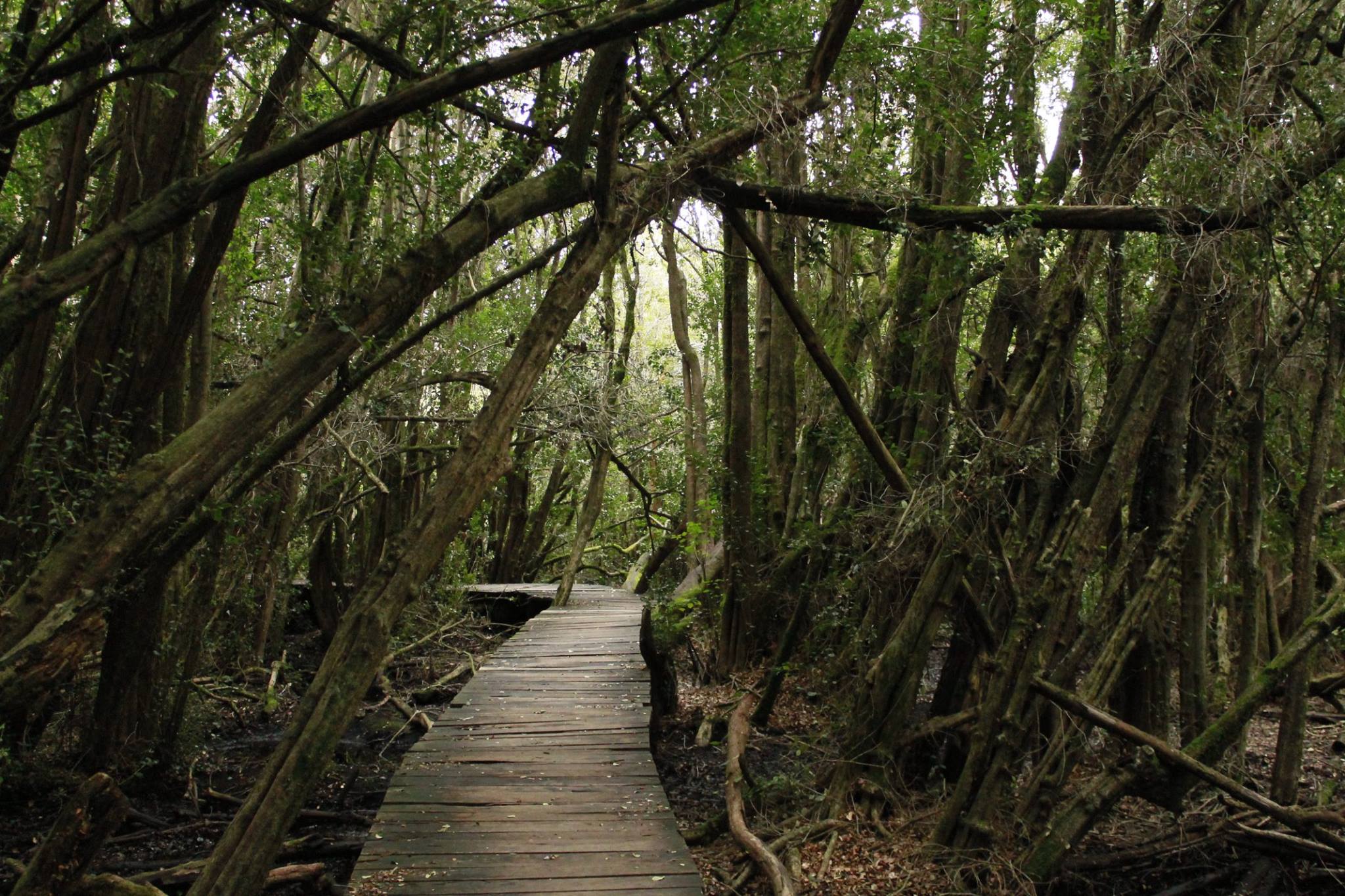 Bosque de las Sombras, Lago Puelo, Argentina.