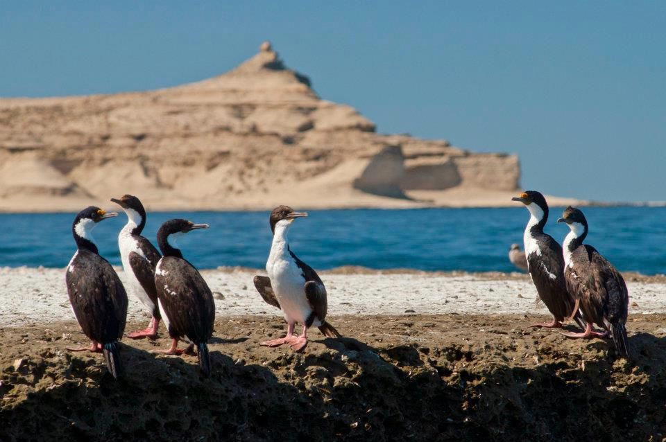 Puerto Pirámides owes its name to the pyramid-shaped rock formations on the coast.
