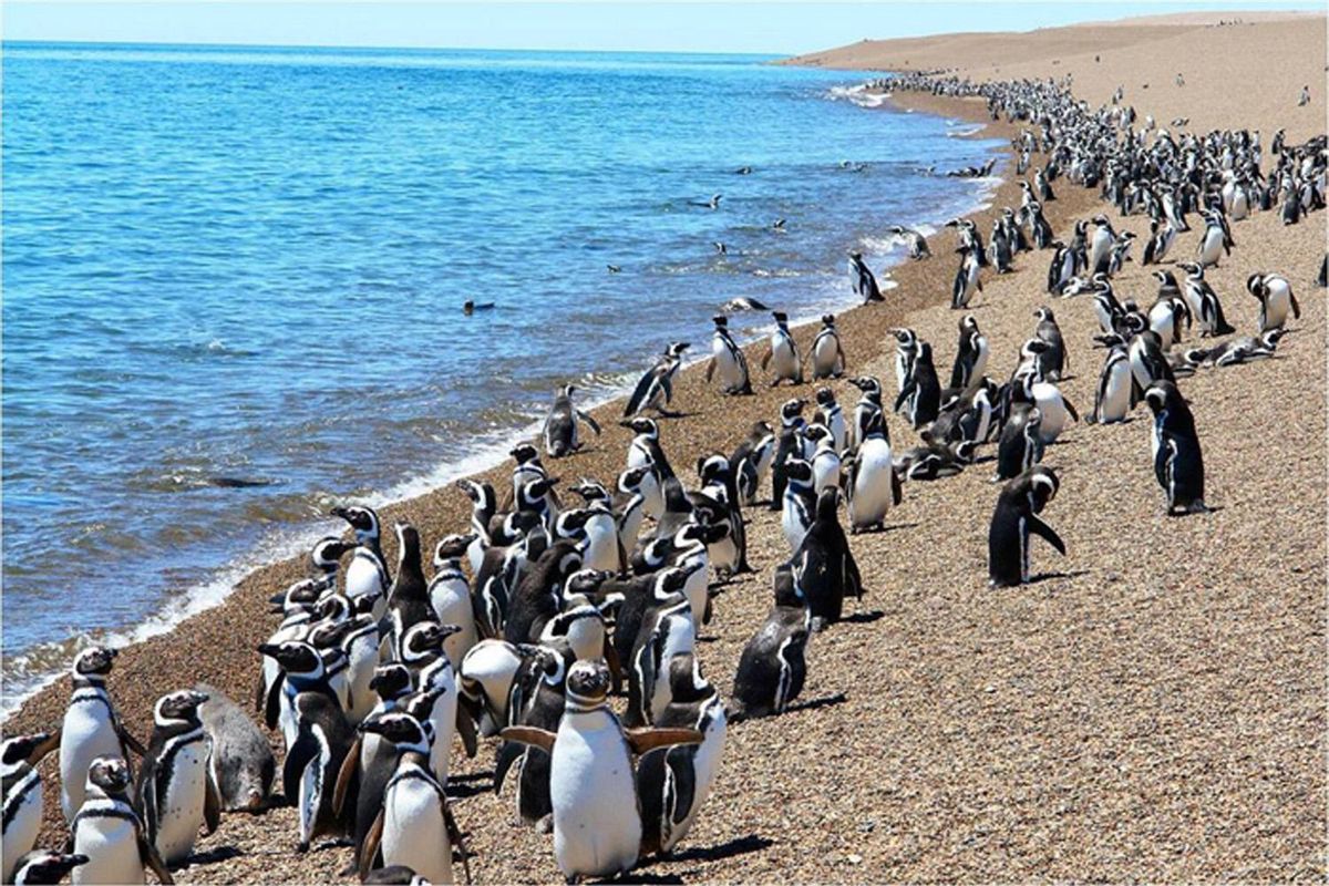 Punta Tombo, Puerto Madryn, Argentina.