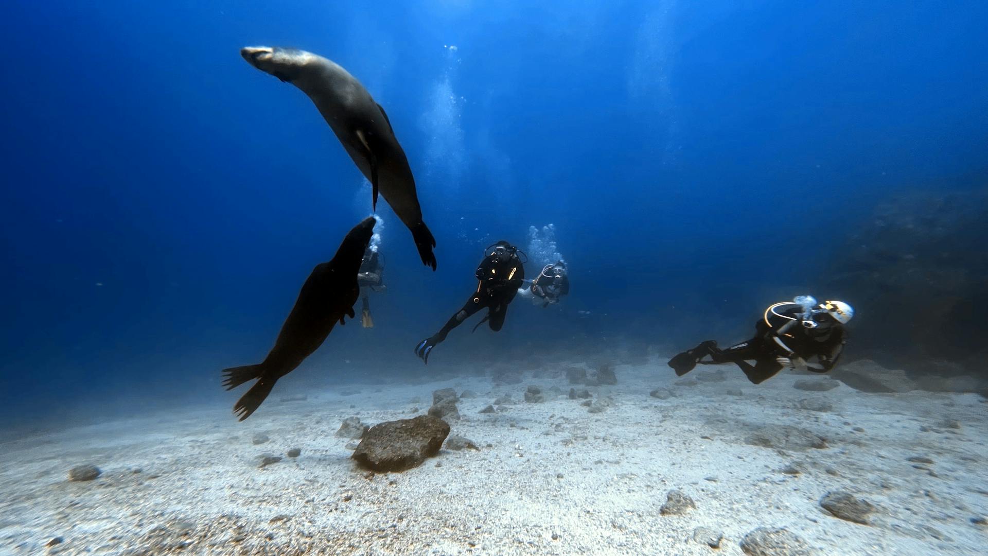 Scuba diving in Puerto Madryn, Argentina.