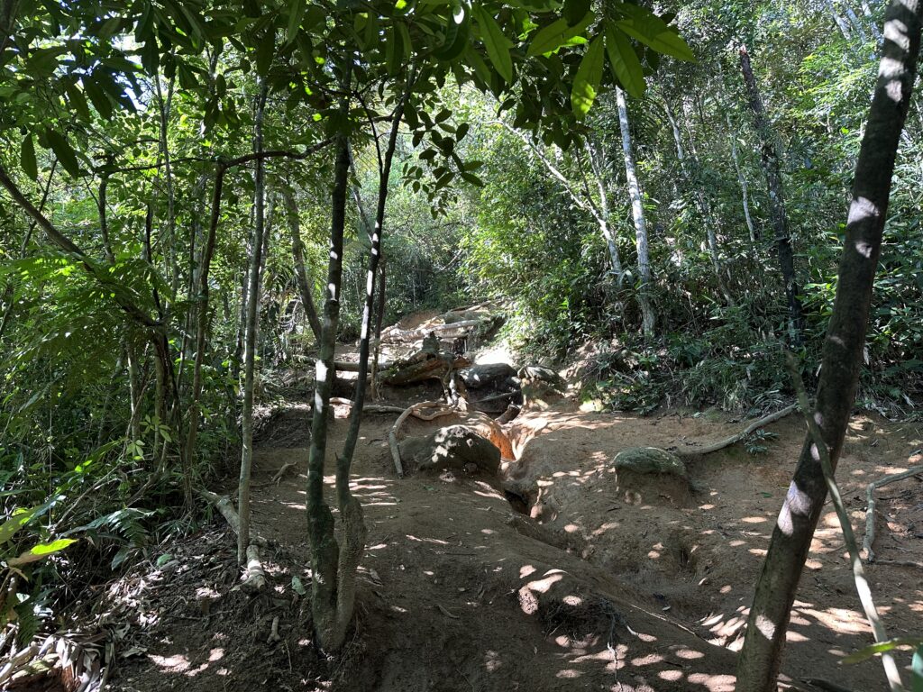 Caminho arborizado da trilha do Morro Dois Irmãos cercado pela Mata Atlântica.